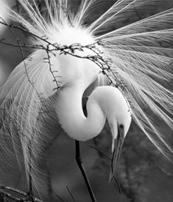 black and white photo of a crane
