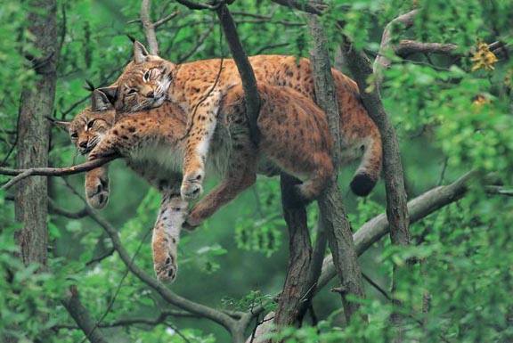 Two leopards laying on top of one another asleep on a tree limb